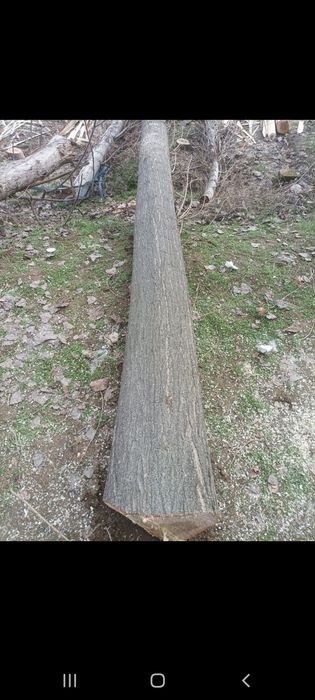 Terak g‘o‘la sotiladi