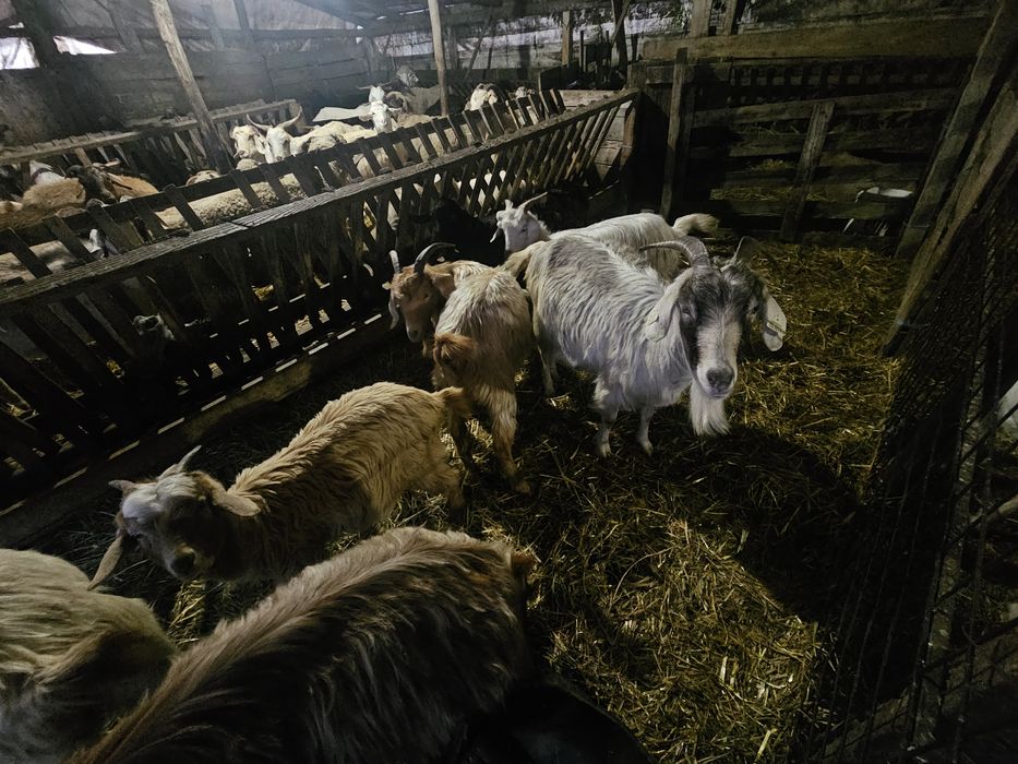 Vând capre si țapi!