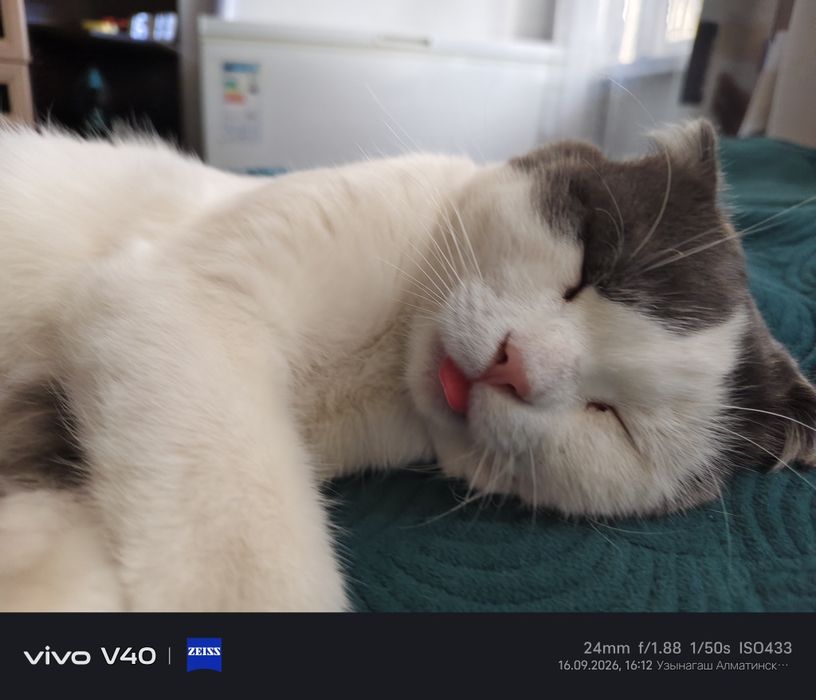 Отдам кота шотландский вислоухий