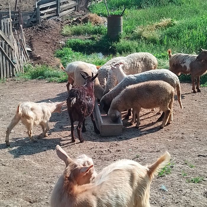 Vând capre , oi și tapi