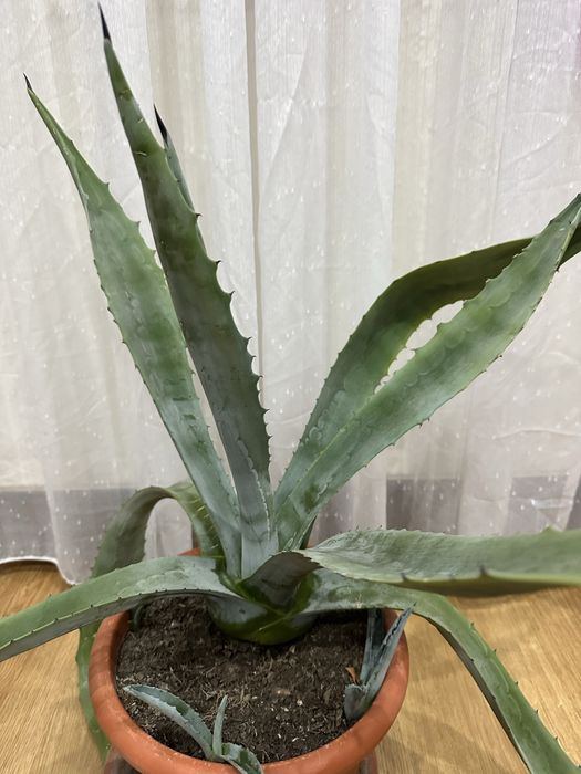 Panta aloe Vera mare