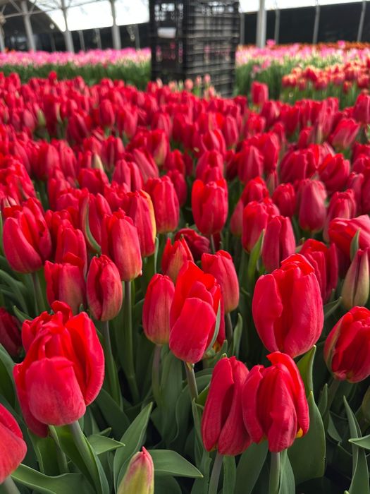 Тюльпаны оптом премиальный сорта