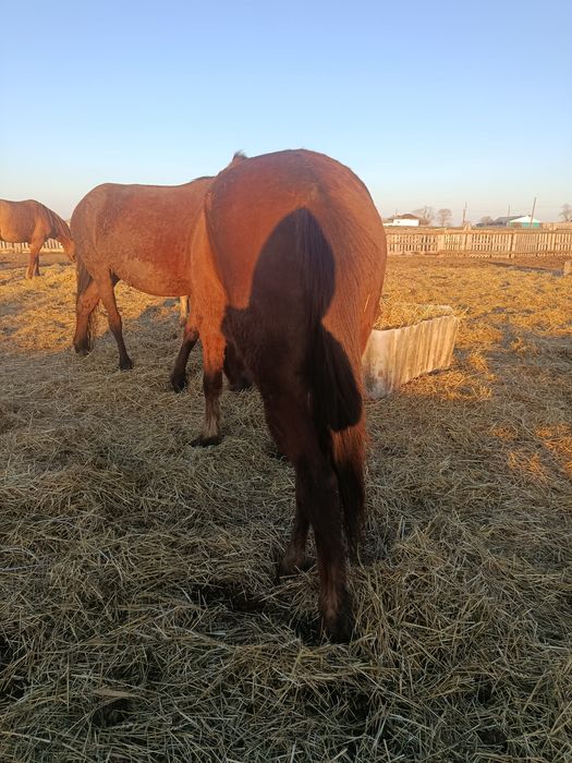 Кобыла яловая обученая