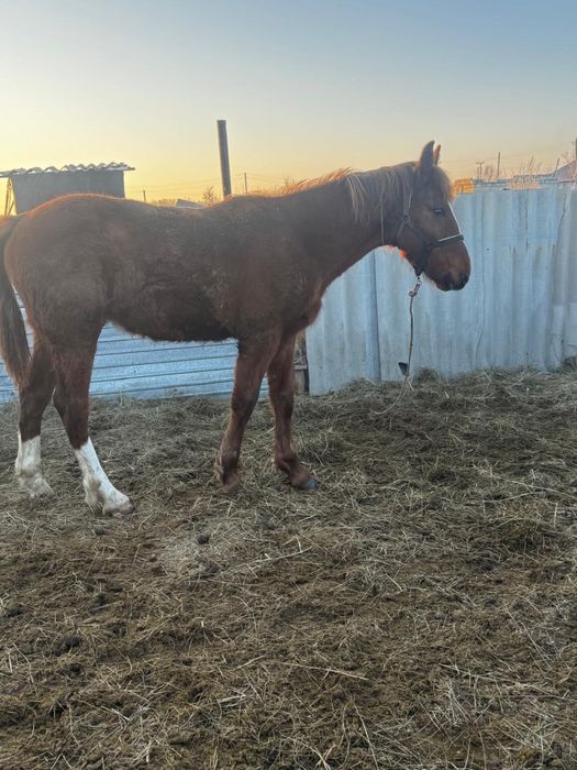 Сатылымда бір жылдық еркек тай