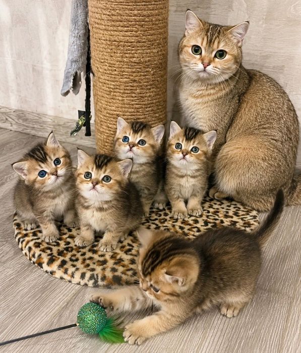 Прекрасненькие Котята