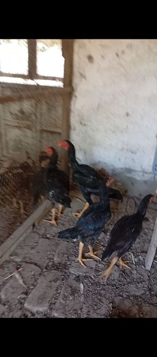 Жужалар сотилади