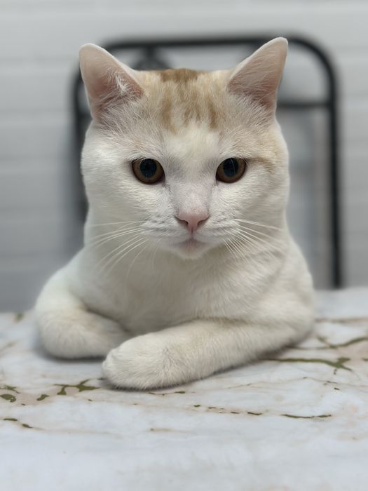 породистый мысык