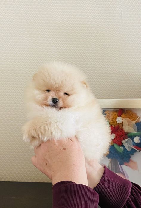 Померан Мини Мини