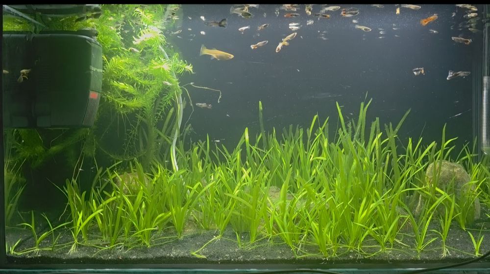 Acvariu pesti 126 litrii