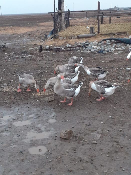 Каздын жумырткасы сатылады.