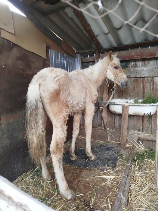 Продается жеребец