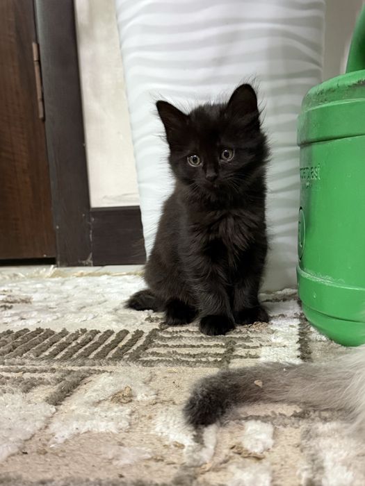Продаются котята