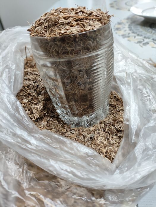 Семена укропа этого года.