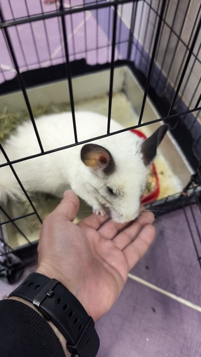 Chinchila , sinsila, vând