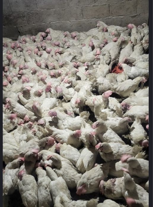 Куры несушки декабл уайт