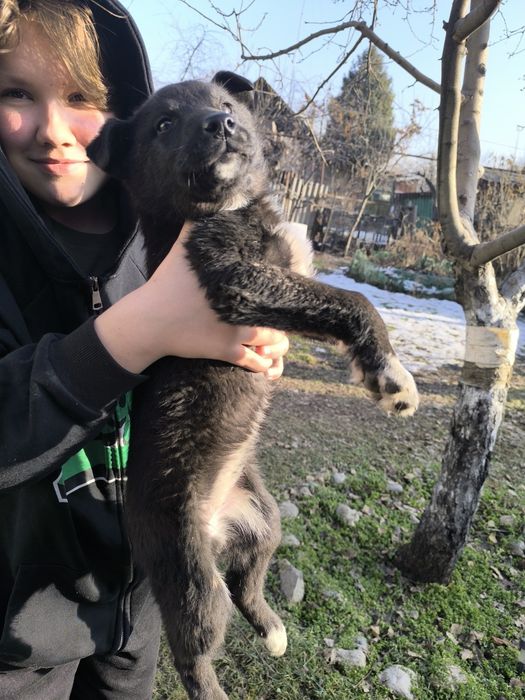 Отдам щенков в хорошие руки