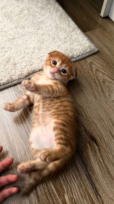 Вислоухие котята