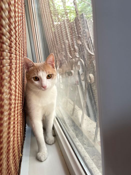 Отдам котят в хорошие руки