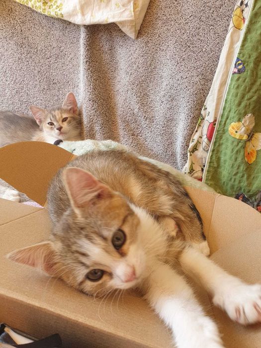Подарявам малки котета