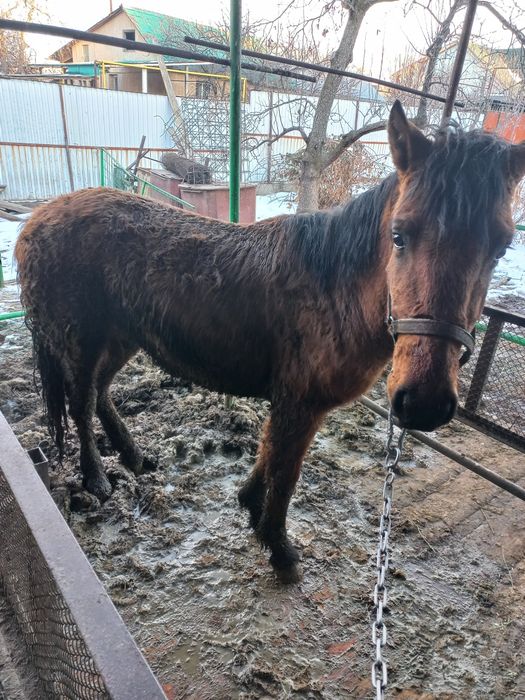 Продается полтарашка тай.