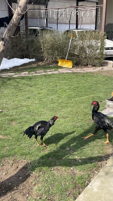 Дакан 5 жарым айлық күздік