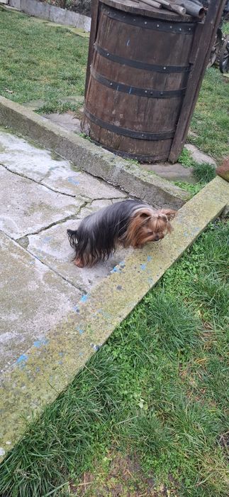 Йоркширкски териер