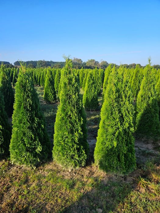 Plante ornamentale de cea mai buna calitate