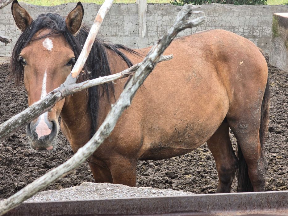 Продам кобыл и жеребята