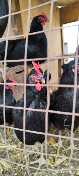 Toshkent Viloyati Zangiota tumani Abdujalilbob man bo