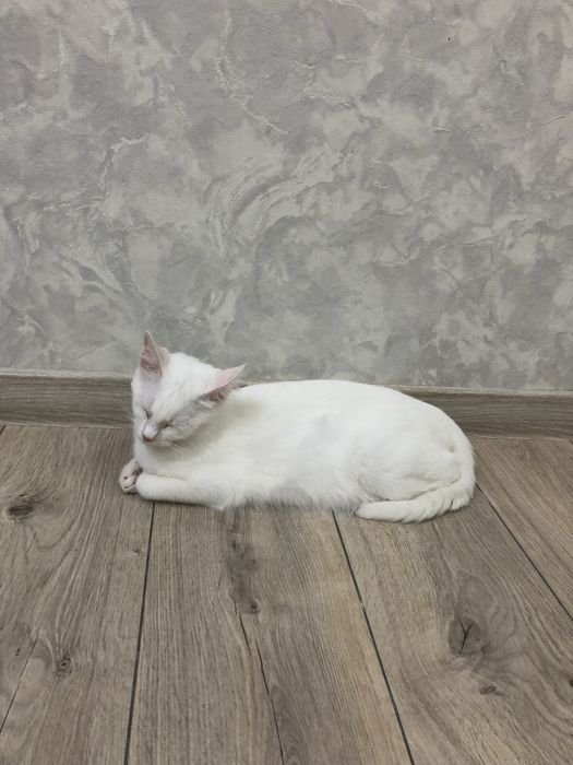 Отдаем кошку в ласковые руки