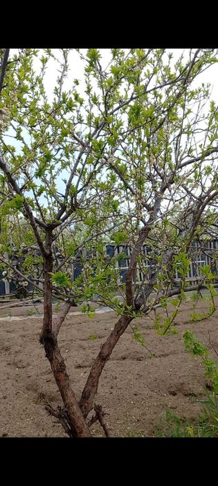 Продам Дачу. Сад Металлург