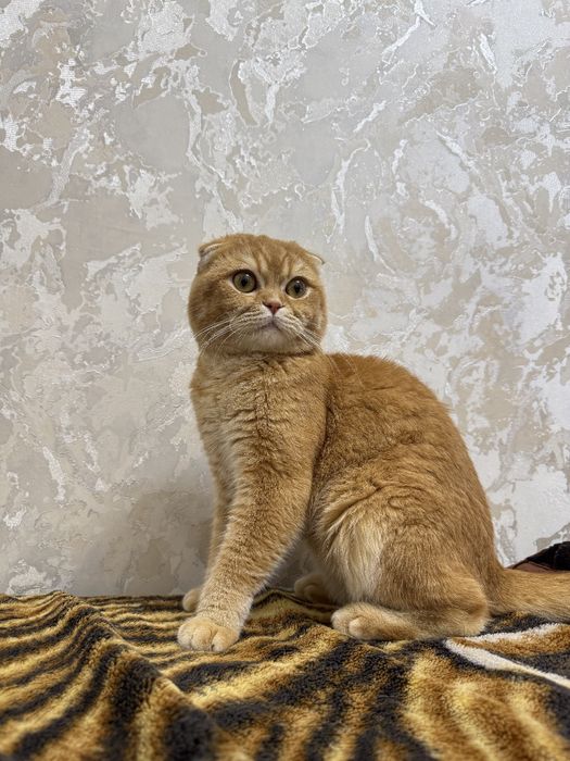 Вязка Scottish fold shinshilla