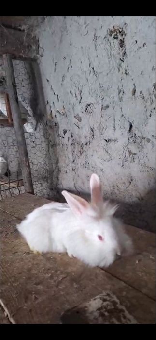 Iepuri hycole francez, cap de leu, urias german, urias de Transilvania