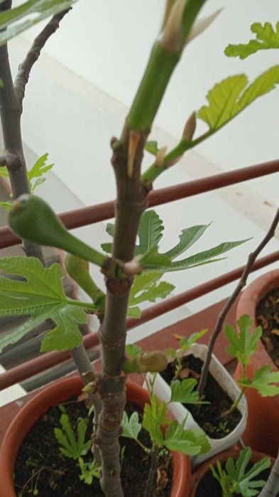 Smochini la ghiveci. Inclusiv pt balconul tau! Sigur culegi fructe.