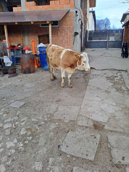 Juninca baltata gestanta