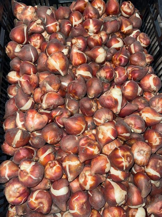 Лукавицы тюльпана