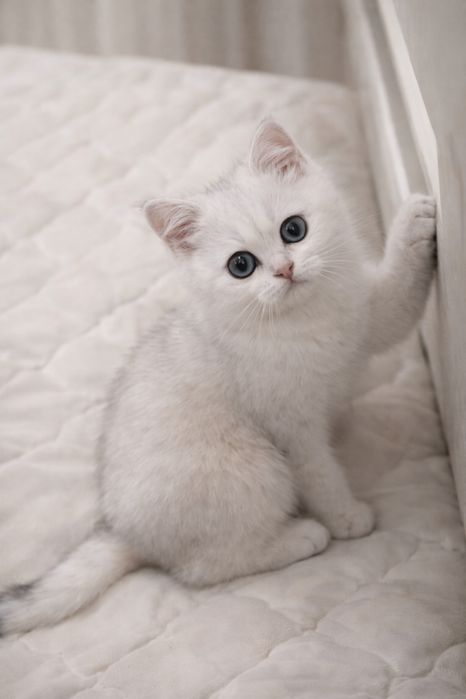 Британские короткошерстные котята