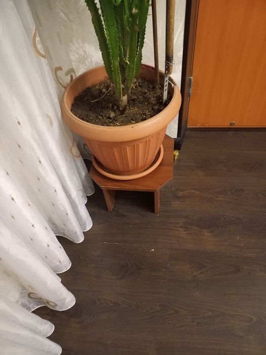 Молочай дерево , возраст 35 лет 15000 тг