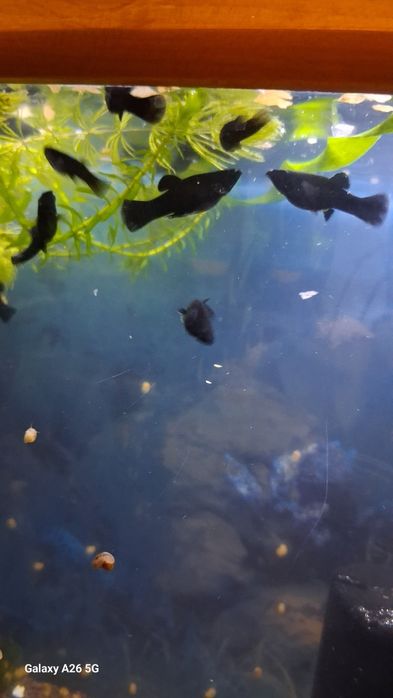 Моллинезия чёрная Московская