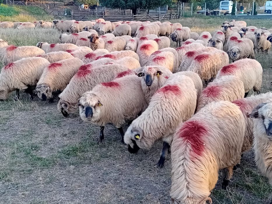 Oi bucali de vânzare