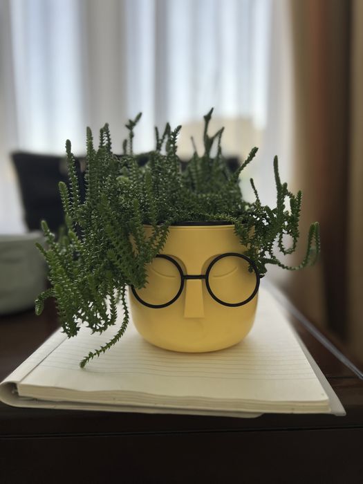 Цветы комнатные продам