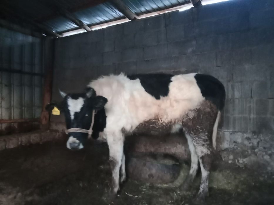 Сиыр сатылады.сойыстық мал