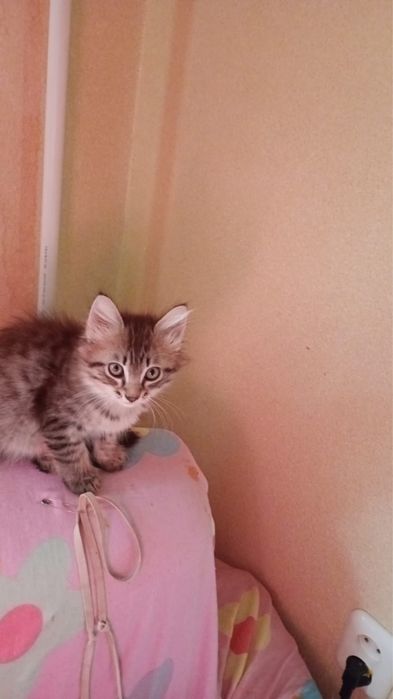 Отдам котят, два котика и кошечка