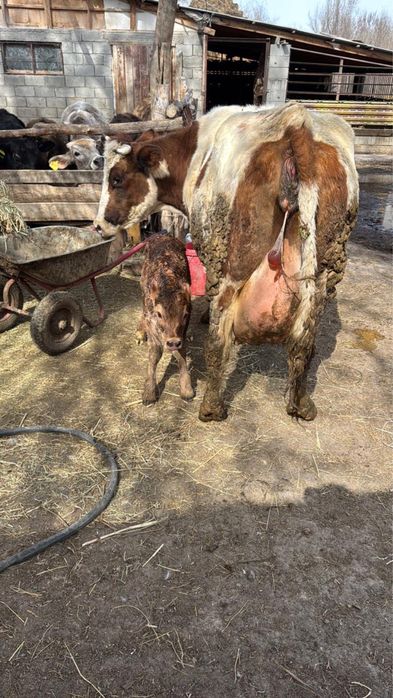 Корова, КРС, телки