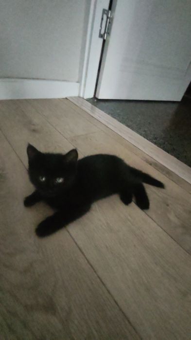 Котенок 1.5 м  полукровка