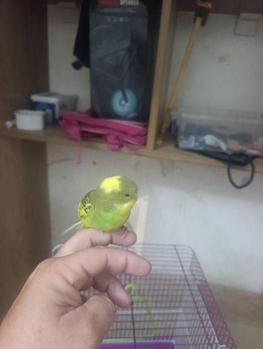 Toti qush qolga orgatilgan ozimiz boqamiz ovqat yiyishlari yahshi