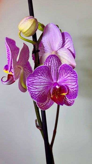 Орхидеи Голландия  70 см