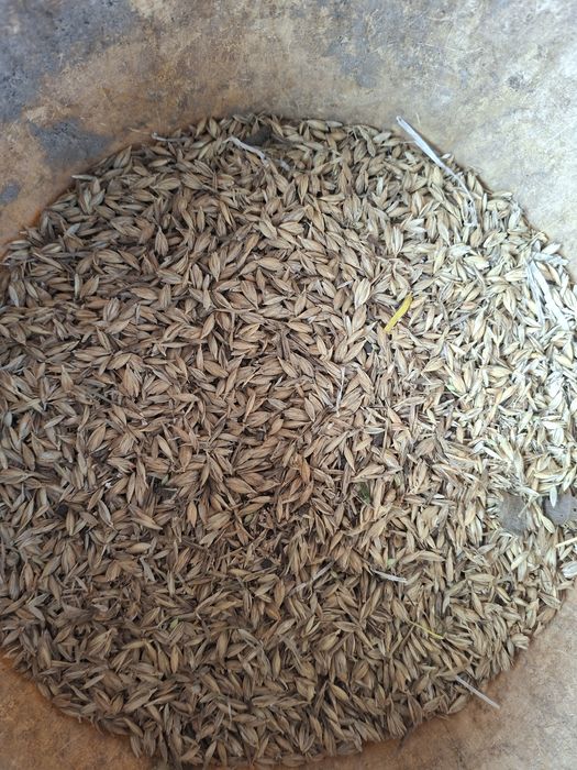 Продам зерно Полба