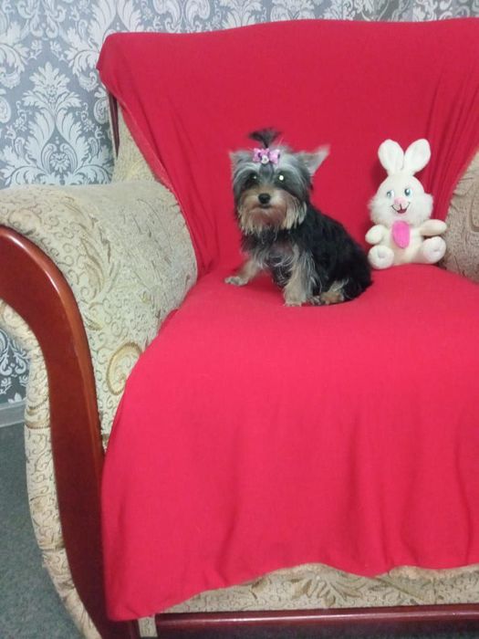 Йоркширский терьер вязка