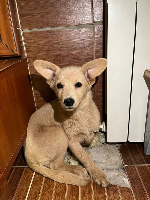 Отдам щенка